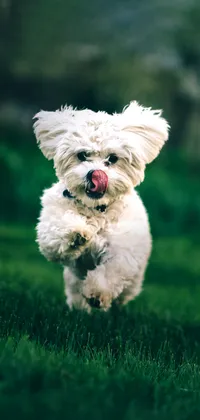 Bichon Frise Dog Running Live Wallpaper