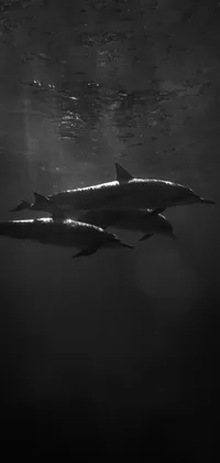 dolphiniii Live Wallpaper