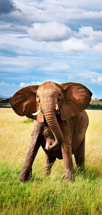elephanti Live Wallpaper