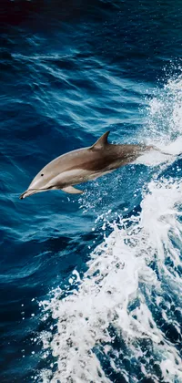 Dolphin Jumping Out of Water Live Wallpaper