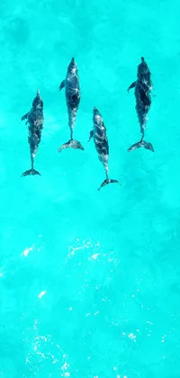 Dolphins Top View in Turquoise Water Live Wallpaper