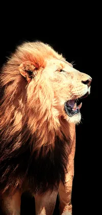 Lion Roaring Side View Live Wallpaper