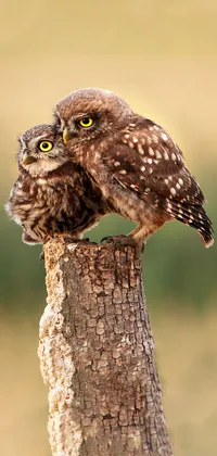 Two Owls on a Branch Live Wallpaper