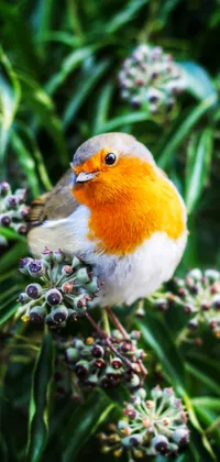 Robin Redbreast Bird Tilting Head Live Wallpaper