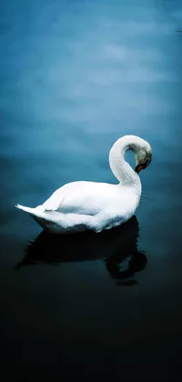 Swan Live Wallpaper