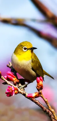 Warbling White-eye Bird Live Wallpaper