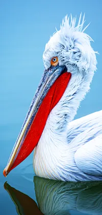 Pelican Live Wallpaper