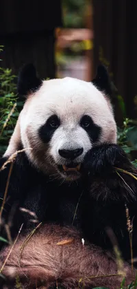 panda Live Wallpaper