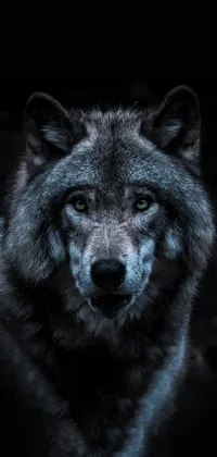 Wolf Looking at Camera Live Live Wallpaper