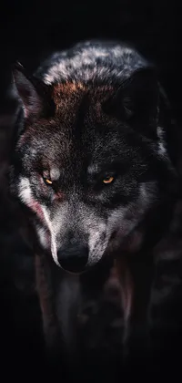 Scary Wolf Live Wallpaper