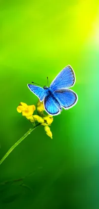 Blue Butterfly on Yellow Flower Live Wallpaper