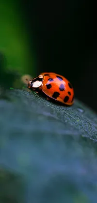 Ladybug on Leaf Live Wallpaper