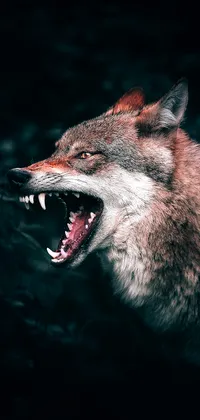 Angry Wolf Live Wallpaper
