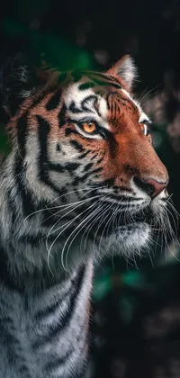 tigeriii Live Wallpaper