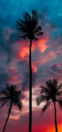 Palm Sunset Live Wallpaper