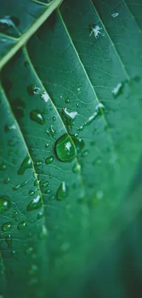 Water Drop on Leaf 2 Live Wallpaper