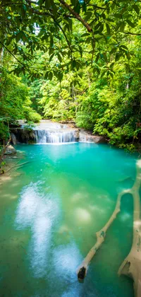 Tropical River Live Wallpaper
