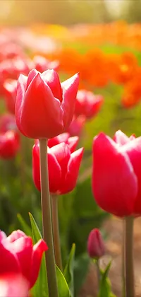 Red Tulips  Live Wallpaper