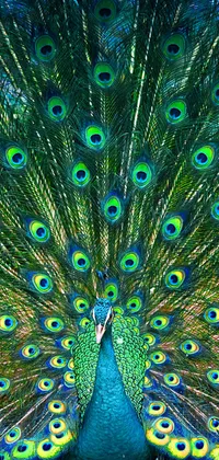 Peacock Live Wallpaper - free download