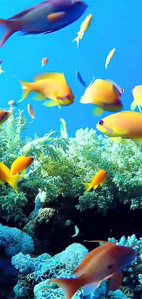 Coral Life Live Wallpaper