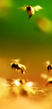 Bees Wallpaper Live Wallpaper