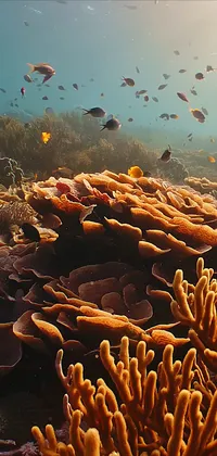Sea Life Live Wallpaper