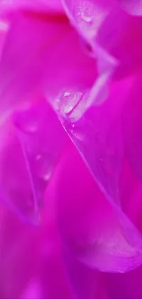 Pink Flower Live Wallpaper