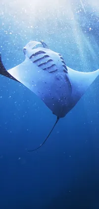 1K Manta Ray Pictures  Download Free Images on Unsplash