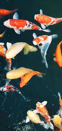 Koi Fish Live Wallpaper - free download