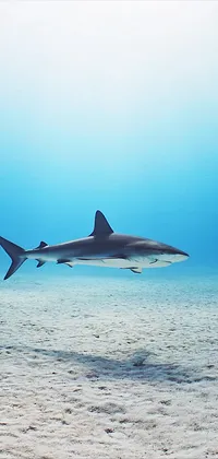 Great white shark Wallpaper 4K Underwater Blue Ocean Sea Life 7287