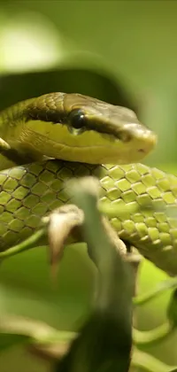 Green Snake Live Wallpaper