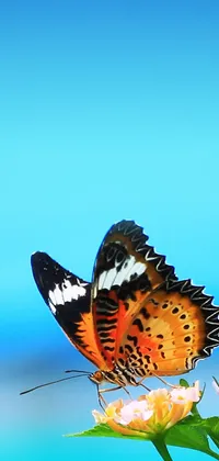 Tiger Butterfly Live Wallpaper