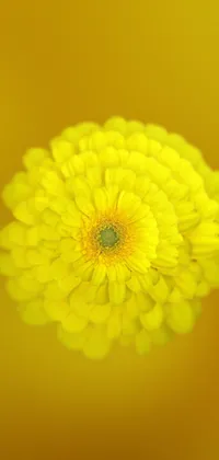 Yellow Flower Live Wallpaper