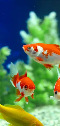 HD, 3D, Animated Fish Wallpapers for Mobile