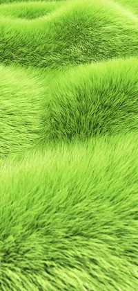 Grass Live Wallpaper