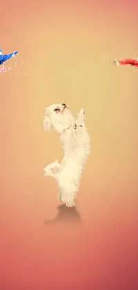 Playful Dog Live Wallpaper