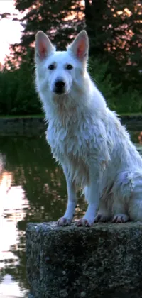 White Dogo Live Wallpaper