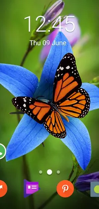 The Butterfly Live Wallpaper