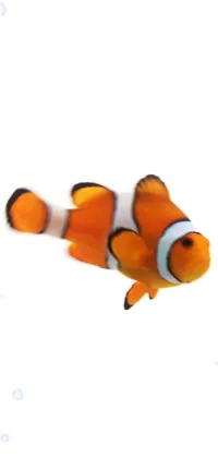 Clown Fish Live Wallpaper