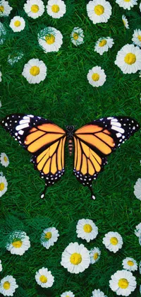 Monarch Butterfly Live Wallpaper