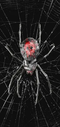 Black Deadly Spider Live Wallpaper