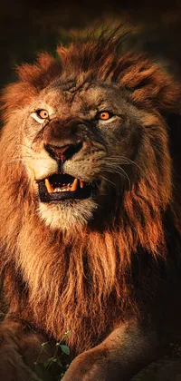 angry lion iphone wallpaper