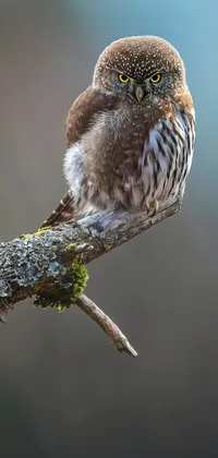 Angry Looking Owl Live Wallpaper