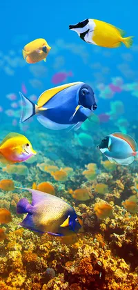 live aquarium wallpaper