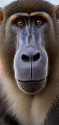 Baboon Closeup Live Wallpaper