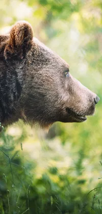 Bear Head Side View Live Wallpaper