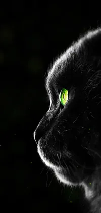 Black cat deals wallpaper hd