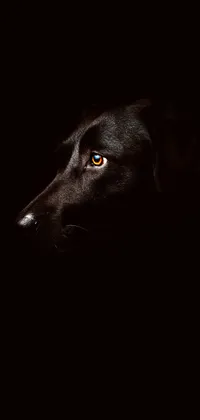 Black Dog on Black Background Live Wallpaper