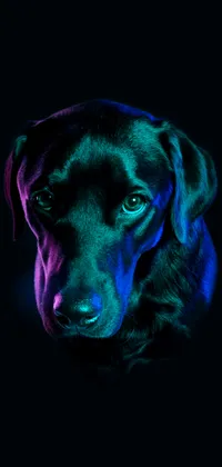 Black Labrador Dog Closeup Live Wallpaper