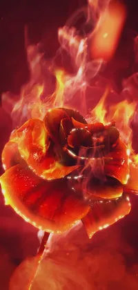 Burning Rose Live Wallpaper